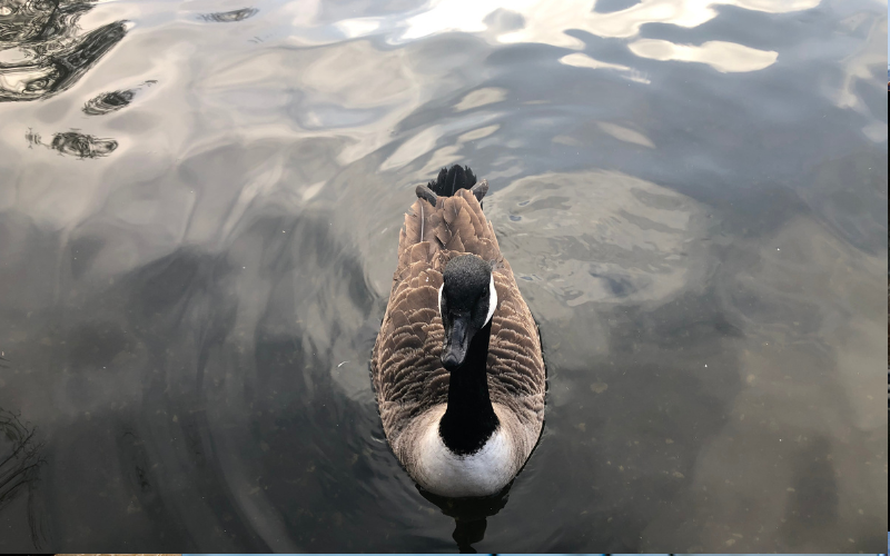 Pato en río Alberche